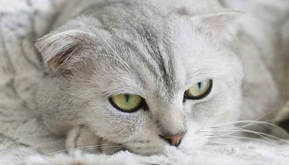 世界杯直播下载中心-锡安透露参加扣篮大赛条件 称东契奇是三双机器